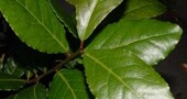 Laurel, un condimento con muchas propiedades Laurel, un condimento con muchas propiedades