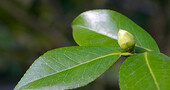 ¿Sirve el té verde para controlar la glucosa en sangre? ¿Sirve el té verde para controlar la glucosa en sangre?