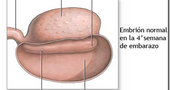 ¿Como esta formado un embrion? ¿Como esta formado un embrion?