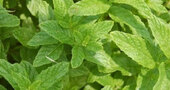 Propiedades de la menta Propiedades de la menta