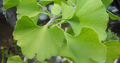 Plantas para mejorar la memoria Plantas para mejorar la memoria
