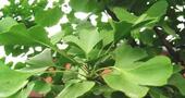 Ginkgo biloba y diabetes Ginkgo biloba y diabetes