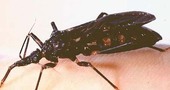 Mal de Chagas: ¿qué es la tripanosomiasis?