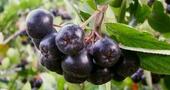 Aronia para prevenir diabetes Aronia para prevenir diabetes