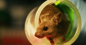 Ratones ciegos recuperan la vista gracias al trasplante de células fotosensibles Ratones ciegos recuperan la vista gracias al trasplante de células fotosensibles