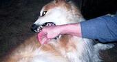 Mordedura perros |cómo actuar Mordedura perros |cómo actuar