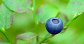 El arándano te protege del cáncer de mama El arándano te protege del cáncer de mama