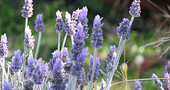 Remedios naturales para la sinusitis Remedios naturales para la sinusitis