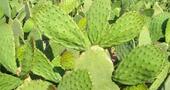 Beneficios del nopal Beneficios del nopal