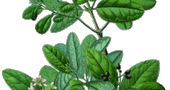Boldo: Yuyo medicinal Boldo: Yuyo medicinal