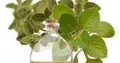 Aceite de orégano contra el cáncer Aceite de orégano contra el cáncer