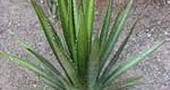 Agave Agave