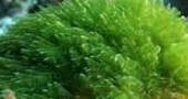 Alga nori Alga nori