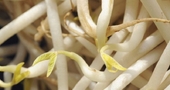 Alimentos germinados: doblemente saludables Alimentos germinados: doblemente saludables