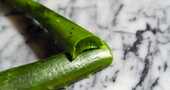 Aloe vera para las hemorroides tratamiento casero Aloe vera para las hemorroides tratamiento casero