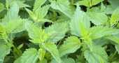 Beneficios de la ortiga verde Beneficios de la ortiga verde