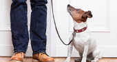 Beneficios de pasear a nuestro perro todos los dÃas Beneficios de pasear a nuestro perro todos los dÃas