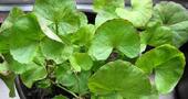 Centella asiática para adelgazar Centella asiática para adelgazar