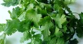Cilantro para las comidas Cilantro para las comidas