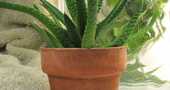 Como cultivar aloe vera en casa y cuando utilizarlo Como cultivar aloe vera en casa y cuando utilizarlo
