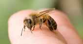 Como tratar una picadura de abeja con remedios caseros Como tratar una picadura de abeja con remedios caseros
