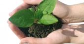 Cómo preparar fertilizantes orgánicos