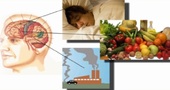 Consejos para mantener un cerebro sano Consejos para mantener un cerebro sano