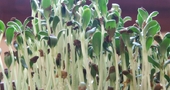 Aumentar las hormonas de crecimiento naturalmente Aumentar las hormonas de crecimiento naturalmente