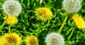 Cuida tu piel y cutis con diente de león Cuida tu piel y cutis con diente de león