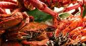 Cuidado con el consumo de Mariscos en Navidad Cuidado con el consumo de Mariscos en Navidad