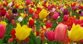 Durante la primavera la sangre se altera Durante la primavera la sangre se altera