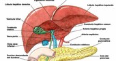 Dieta para limpiar la vesícula biliar Dieta para limpiar la vesícula biliar