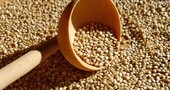 Diferencias nutricionales entre la soja y quínoa