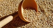 Diferencias nutricionales entre la soja y quínoa Diferencias nutricionales entre la soja y quínoa