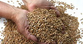 Espelta, Escanda o Spelt Espelta, Escanda o Spelt