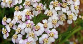 Flores medicinales: bellezas que curan