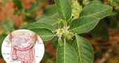 Hierbas medicinales para el colon y otras propiedades Hierbas medicinales para el colon y otras propiedades