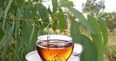 Infusión de eucalipto para las bajas defensas Infusión de eucalipto para las bajas defensas