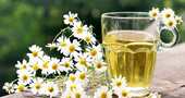 Infusiones sin cafeína Infusiones sin cafeína
