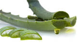 Jugo de aloe vera para adelgazar Jugo de aloe vera para adelgazar
