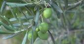 Las hojas del olivo fortalecen los huesos