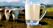 Leche cruda para tratar la fibromialgia Leche cruda para tratar la fibromialgia