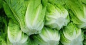 Lechuga, seda los nervios y sacia el estómago Lechuga, seda los nervios y sacia el estómago