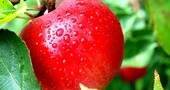 La piel de la manzana La piel de la manzana