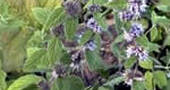 Menta japonesa Menta japonesa