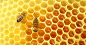 Miel de abeja para las alergias