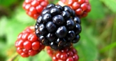 Moras para tratar la indigestión Moras para tratar la indigestión