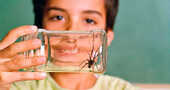Mordeduras de araña como tratarlas en casa Mordeduras de araña como tratarlas en casa