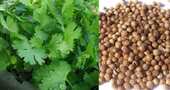 Para que es bueno el cilantro Para que es bueno el cilantro