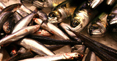 Los beneficios del pescado azul Los beneficios del pescado azul